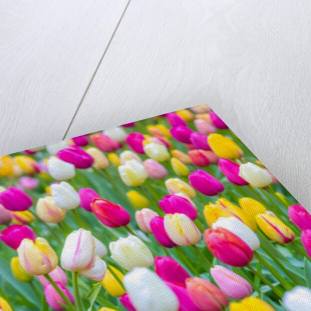 Tulips in garden by Assaf Frank